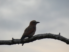 Coracias naevius mosambicus