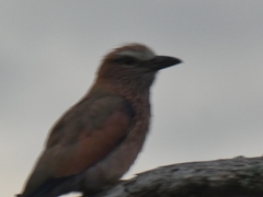 Coracias naevius mosambicus