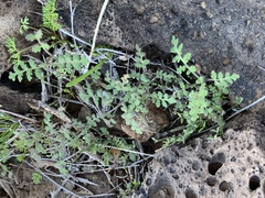 Phacelia distans
