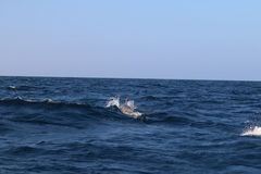 Delphinidae