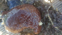 Aplousobranchia