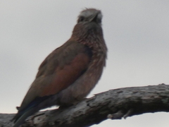 Coracias naevius mosambicus