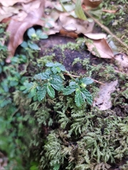 Elatostema stipitatum
