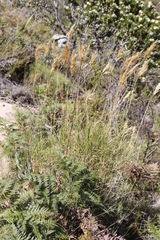 Pseudopentameris macrantha