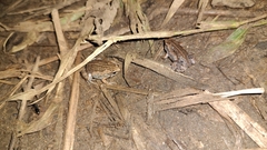 Hypopachus variolosus