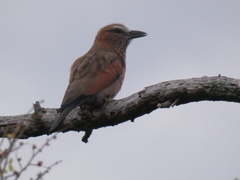 Coracias naevius mosambicus