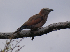 Coracias naevius mosambicus