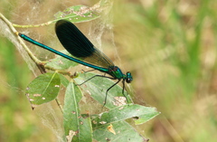 Calopteryx splendens caprai