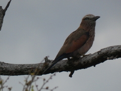 Coracias naevius mosambicus