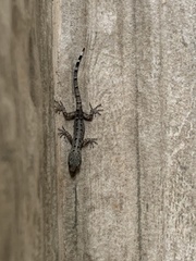 Gonatodes caudiscutatus