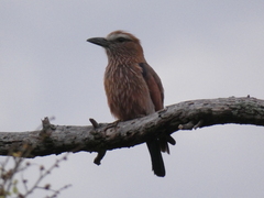 Coracias naevius mosambicus