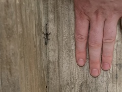 Gonatodes caudiscutatus
