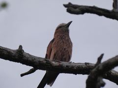 Coracias naevius mosambicus