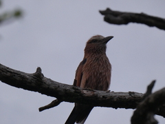Coracias naevius mosambicus