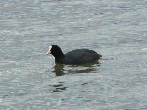 Focha común (Fulica atra)