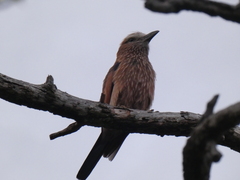 Coracias naevius mosambicus
