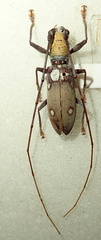 Olenecamptus bilobus
