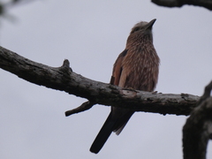 Coracias naevius mosambicus