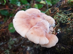 Amylocystis lapponica