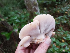 Amylocystis lapponica