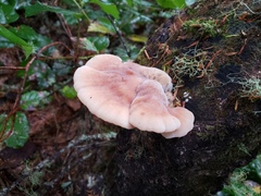 Amylocystis lapponica