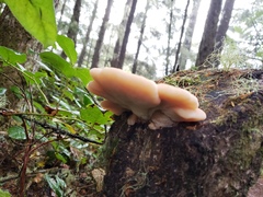 Amylocystis lapponica