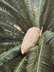 Dioon