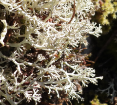 Cladonia arbuscula mitis