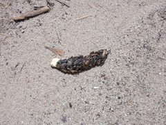 Gerrhosaurus auritus