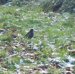 Turdus merula
