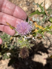 Cirsium wheeleri