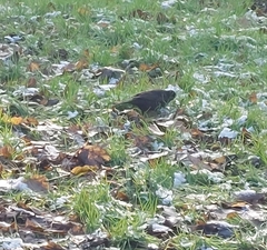 Turdus merula