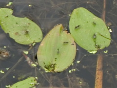 Potamogeton natans
