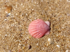 Flexopecten glaber ponticus