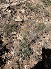 Cirsium wheeleri