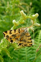 Pseudopanthera macularia