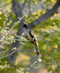 Clamator levaillantii