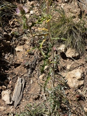 Cirsium wheeleri