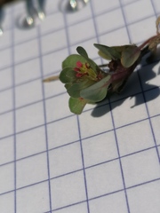 Lythrum borysthenicum