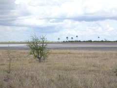 Commiphora glandulosa