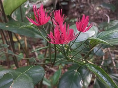 Pavonia multiflora