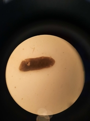 Continenticola