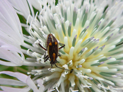 Capsodes