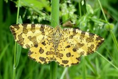 Pseudopanthera macularia