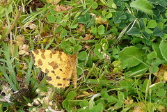 Pseudopanthera macularia