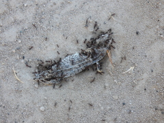 Anoplolepis steingroeveri