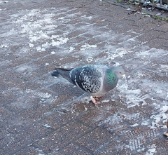 Columba livia domestica