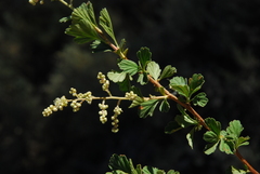 Holodiscus discolor microphyllus