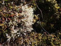 Cladonia arbuscula mitis