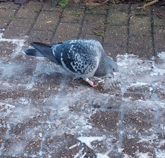 Columba livia domestica